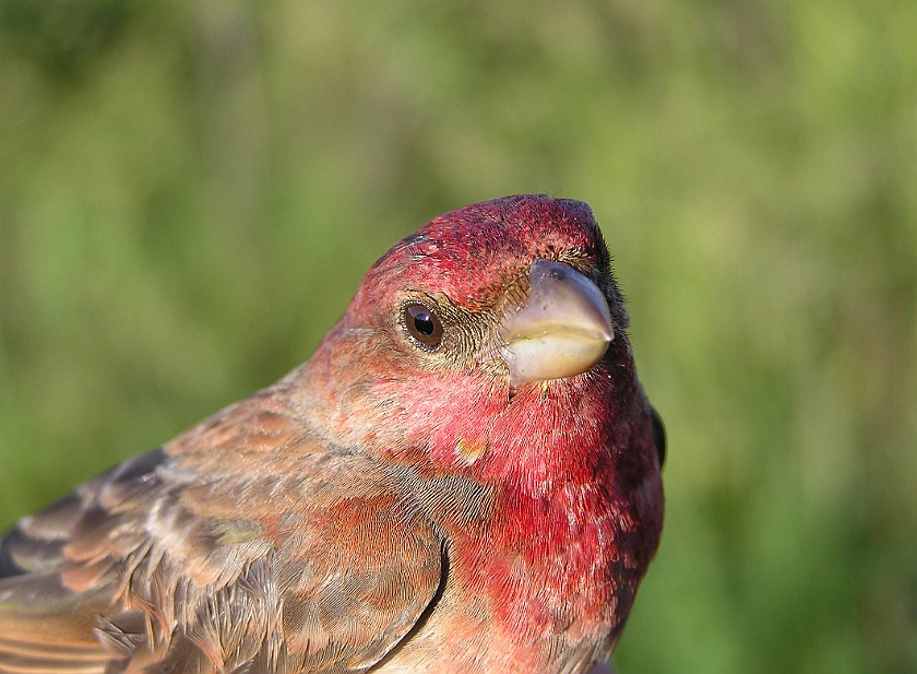 Common Rosefinch, Sundre 20070609